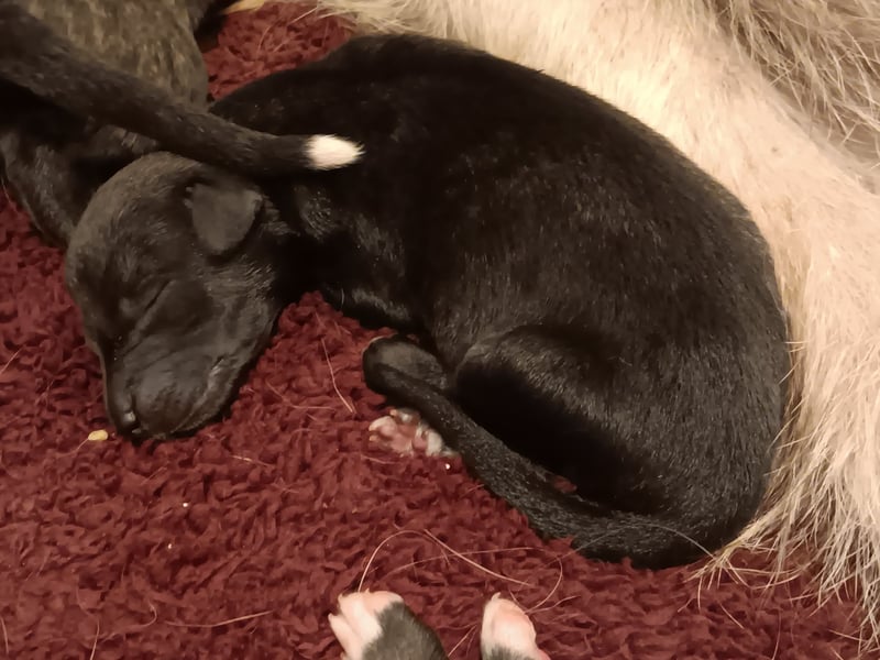 3 Irische Wolfshund Welpen