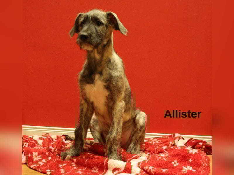 3 Irische Wolfshund Welpen