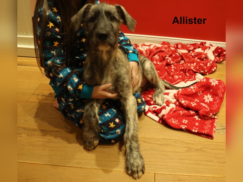 3 Irische Wolfshund Welpen