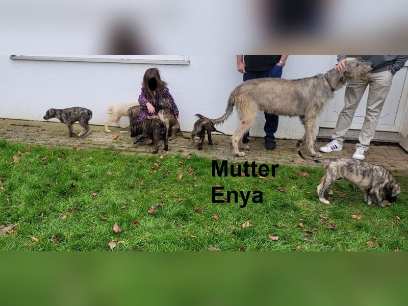 3 Irische Wolfshund Welpen