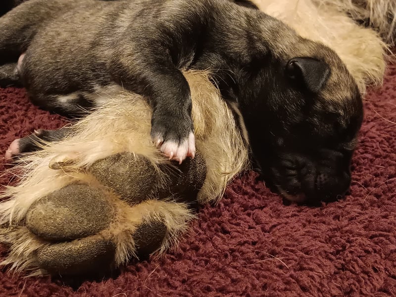 3 Irische Wolfshund Welpen