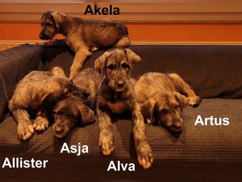 3 Irische Wolfshund Welpen
