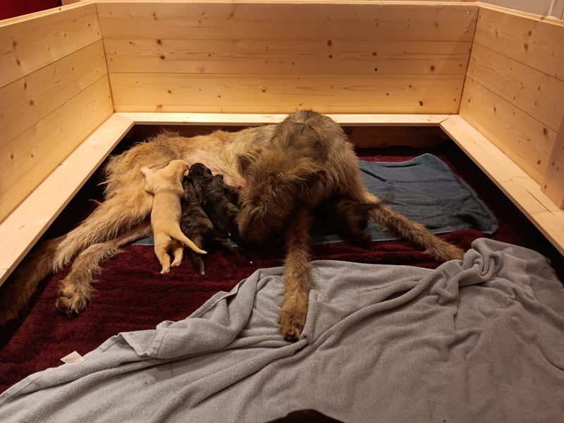 3 Irische Wolfshund Welpen