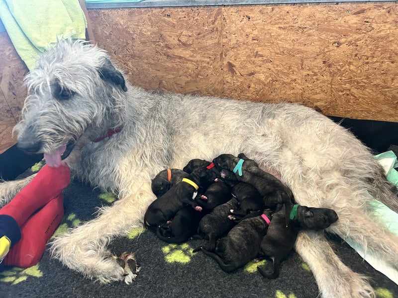 Cuddly Giant´s Irish Wolfhound VDH / DWZRV
