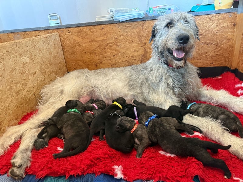 Cuddly Giant´s Irish Wolfhound VDH / DWZRV
