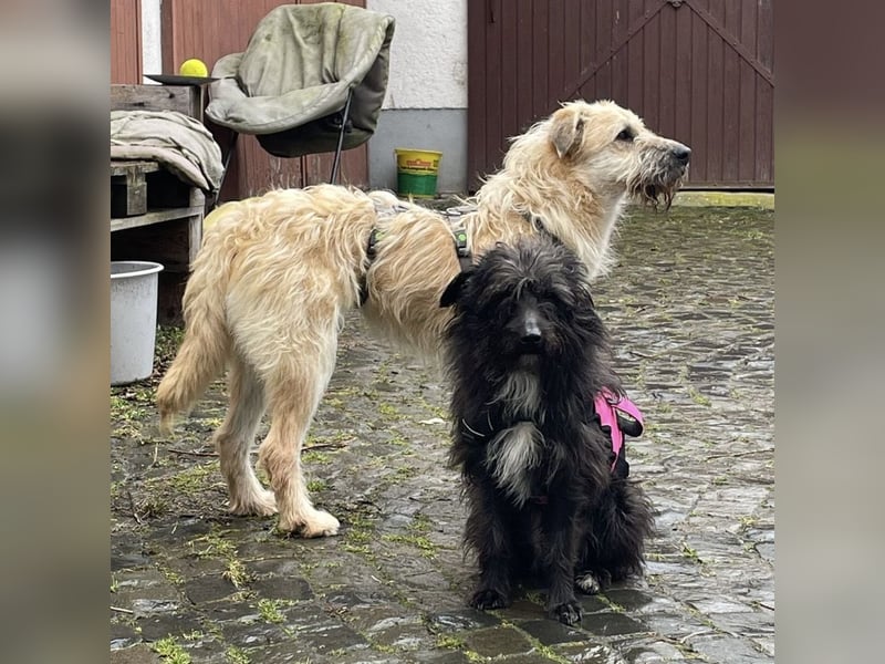 Uma ein freundlicher Engel