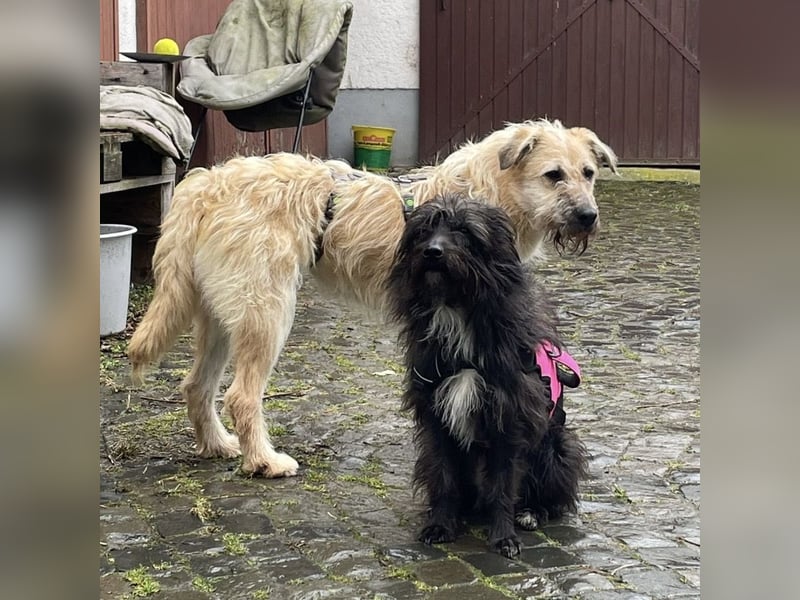 Uma ein freundlicher Engel