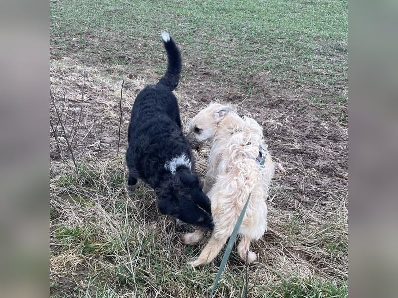 Uma ein freundlicher Engel