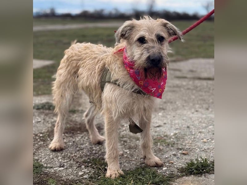 Uma ein freundlicher Engel