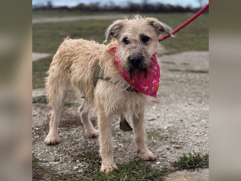 Uma ein freundlicher Engel