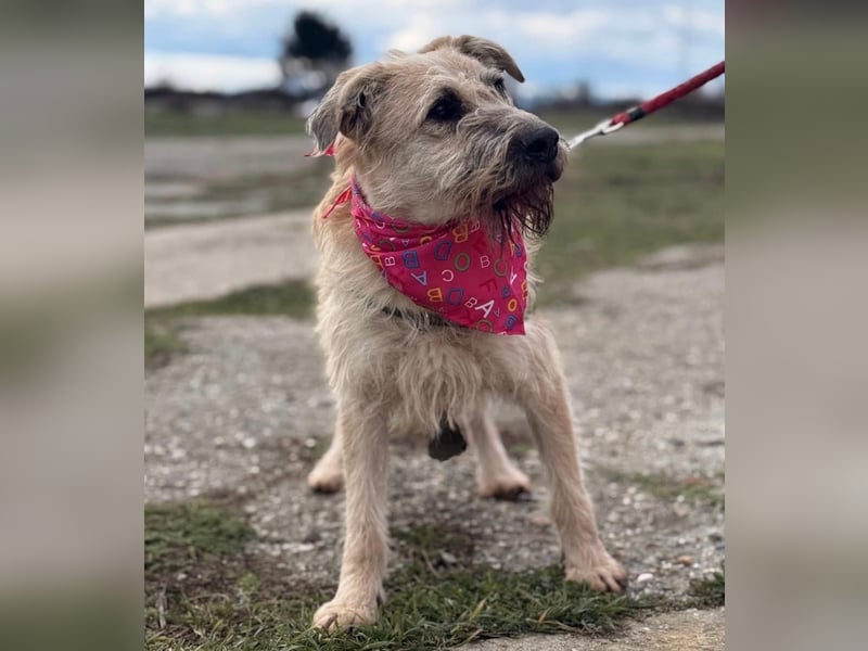 Uma ein freundlicher Engel