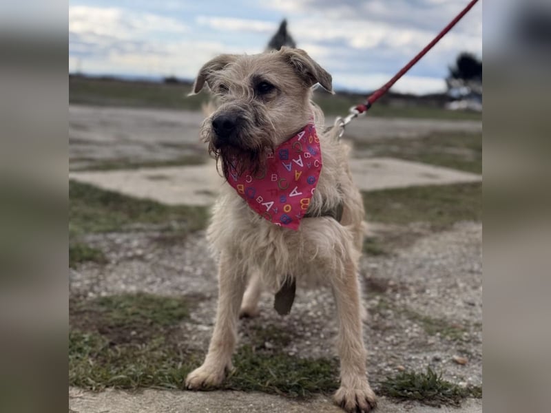 Uma eine tolle Seele eingesperrt im Zwinger