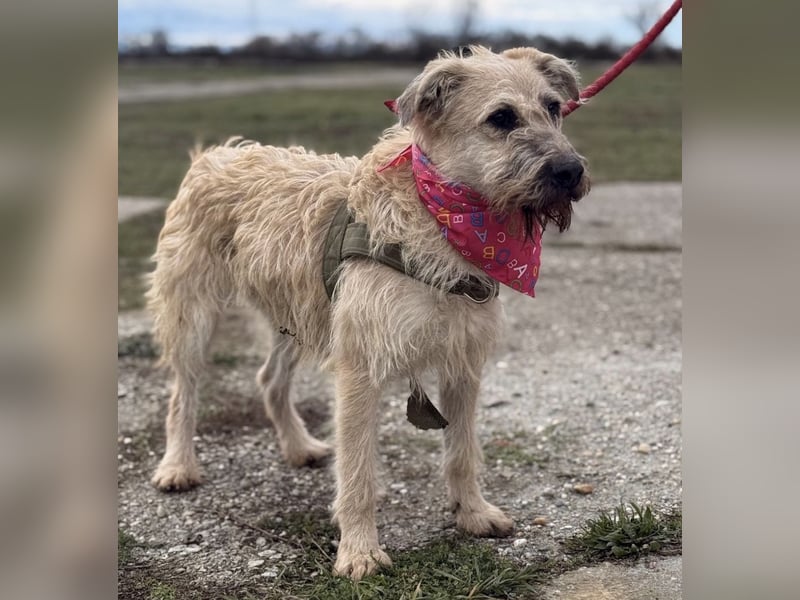 Uma eine tolle Seele eingesperrt im Zwinger