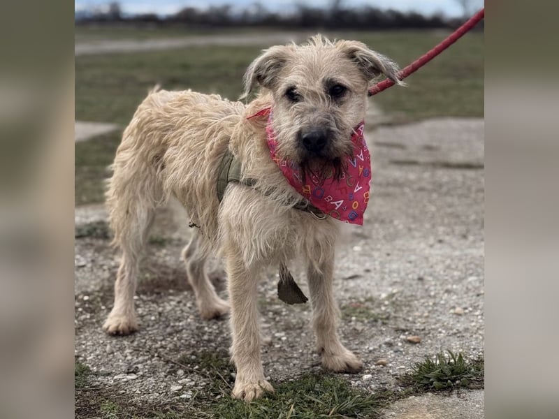 Uma eine tolle Seele eingesperrt im Zwinger