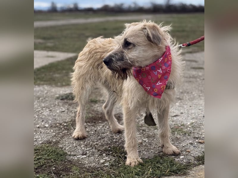 Uma eine tolle Seele eingesperrt im Zwinger