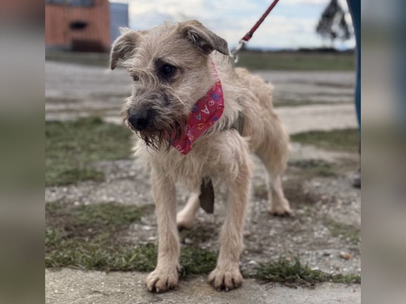 Uma eine tolle Seele eingesperrt im Zwinger