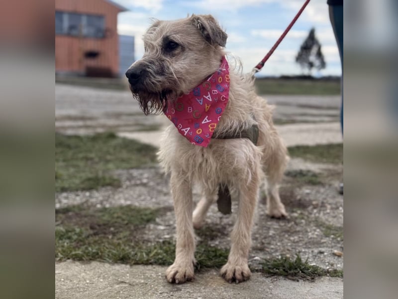 Uma eine tolle Seele eingesperrt im Zwinger
