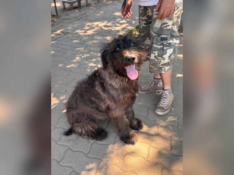 Scooby Doo-BR – sanfter Riese mit einem Herzen aus Gold
