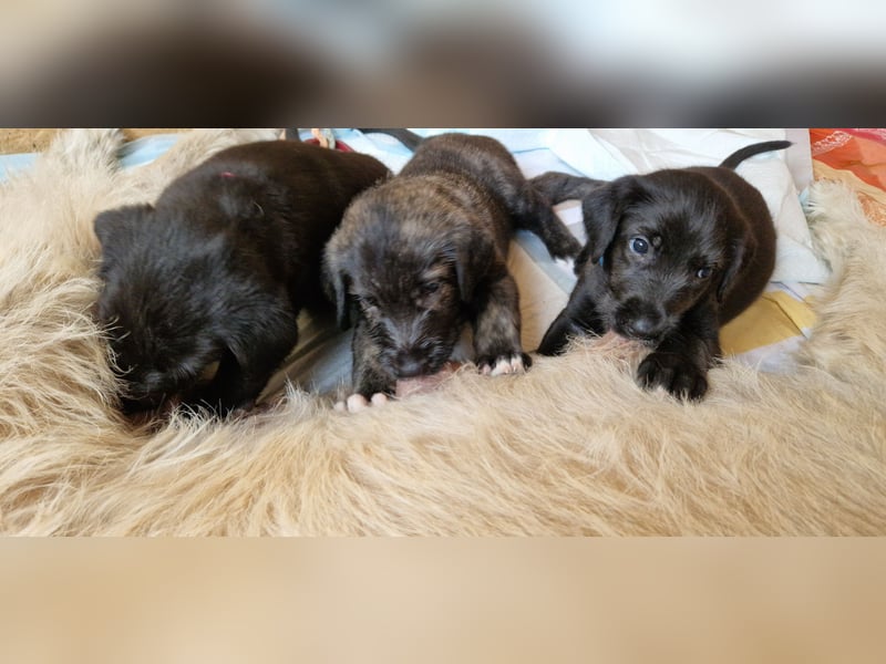 Drei Irish Wolfhound Mädels, suchen ein neues Zuhause.