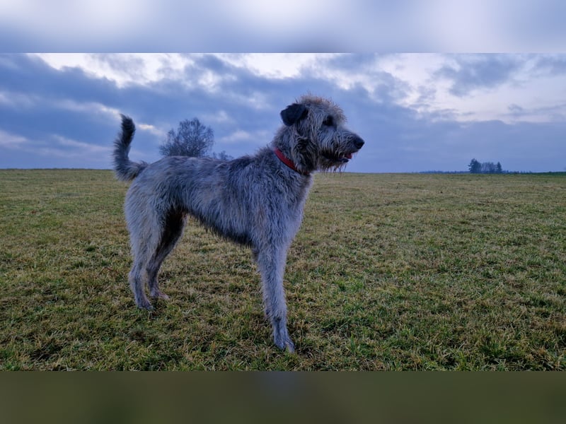 Drei Irish Wolfhound Mädels, suchen ein neues Zuhause.