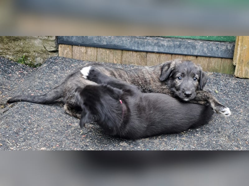 Drei Irish Wolfhound Mädels, suchen ein neues Zuhause.