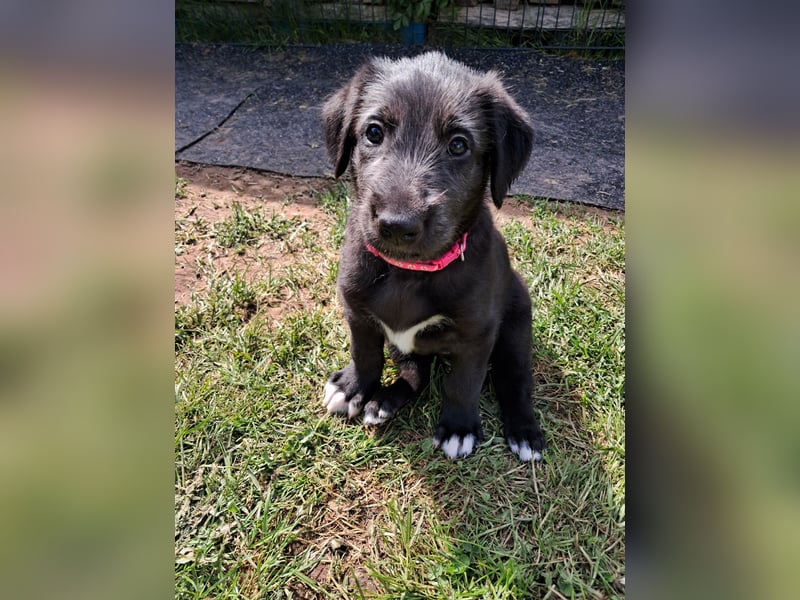 Drei Irish Wolfhound Mädels, suchen ein neues Zuhause.