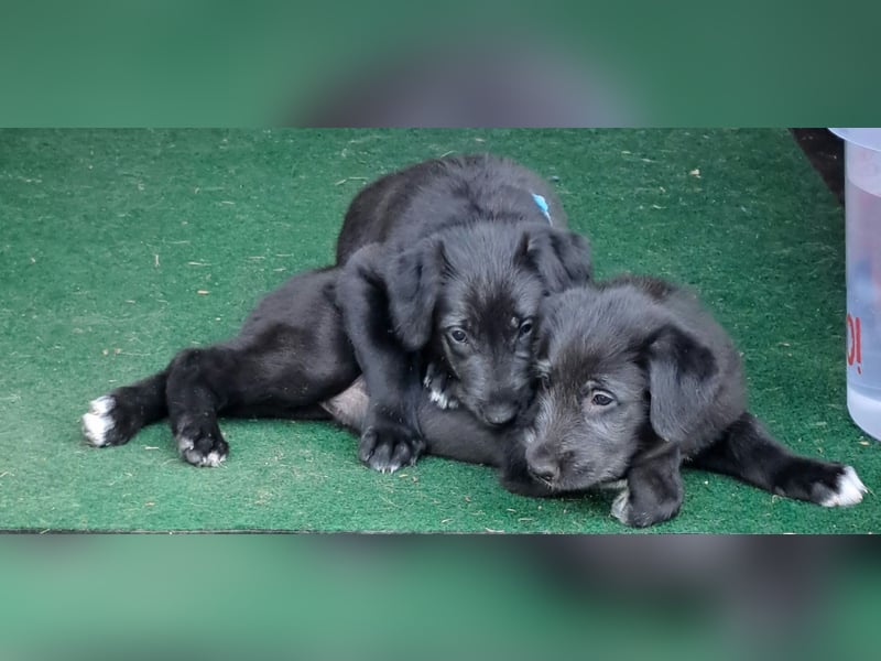 Drei Irish Wolfhound Mädels, suchen ein neues Zuhause.