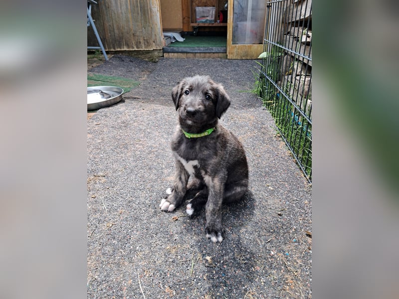 Drei Irish Wolfhound Mädels, suchen ein neues Zuhause.