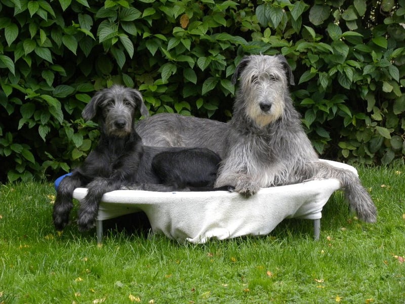 Cuddly Giant´s Irish Wolfhound VDH / DWZRV