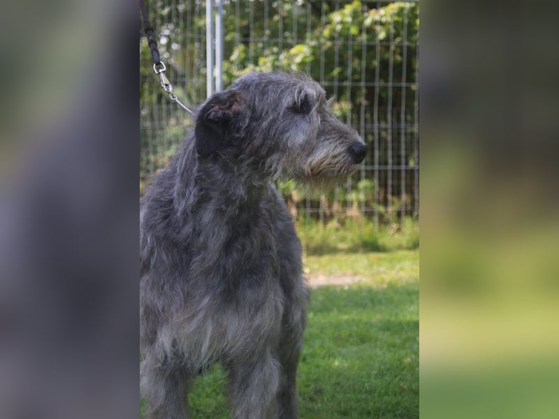 Irish Wolfhound Welpen, VDH/IWC