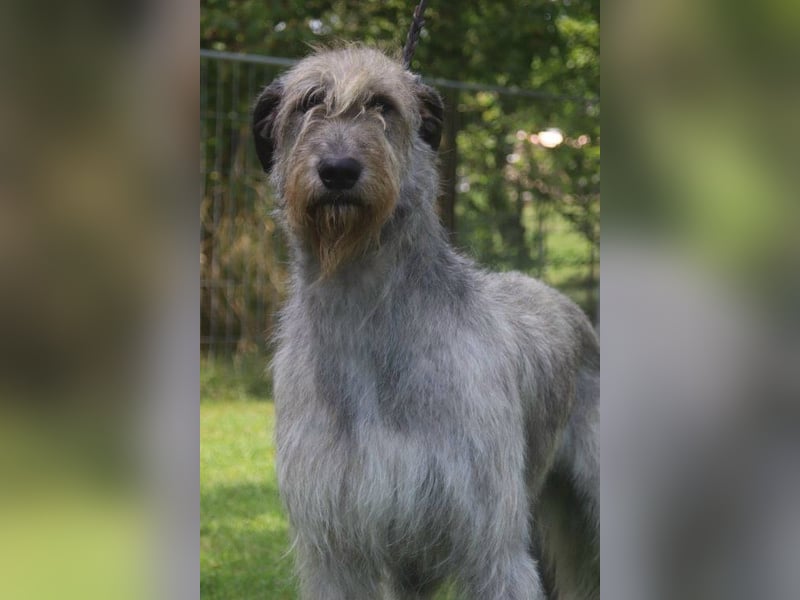 Irish Wolfhound Welpen, VDH/IWC