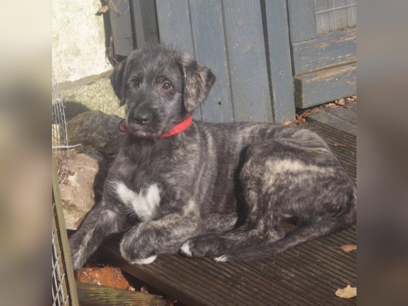 Irish Wolfhound Welpen,VDH, IWC