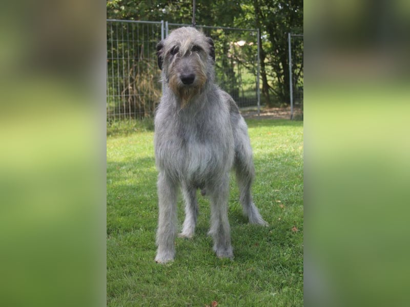 Irish Wolfhound Welpen, VDH/IWC