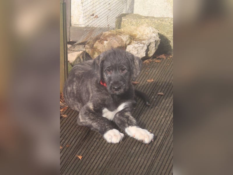 Irish Wolfhound Welpen,VDH, IWC