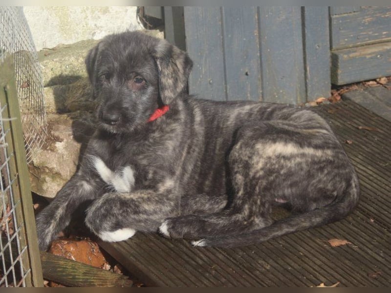 Irish Wolfhound Welpen,VDH, IWC