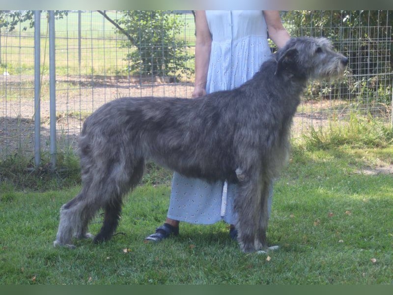 Irish Wolfhound Welpen, VDH/IWC