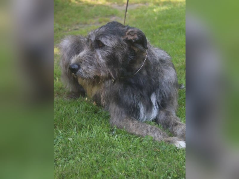 Irish Wolfhound Welpen, VDH/IWC