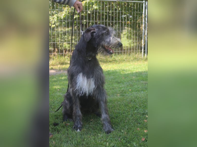 Irish Wolfhound Welpen, VDH/IWC