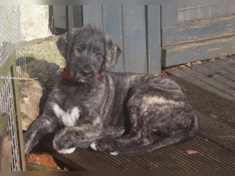 Irish Wolfhound Welpen,VDH, IWC