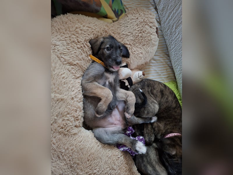 Hallo, wir suchen tolle neue Familien