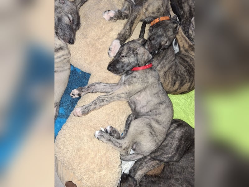 Hallo, wir suchen tolle neue Familien