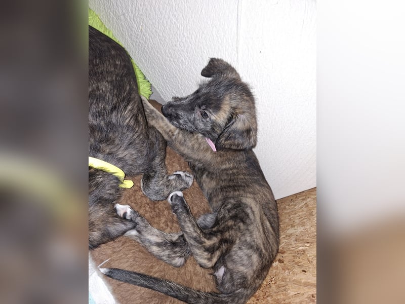 Hallo, wir suchen tolle neue Familien