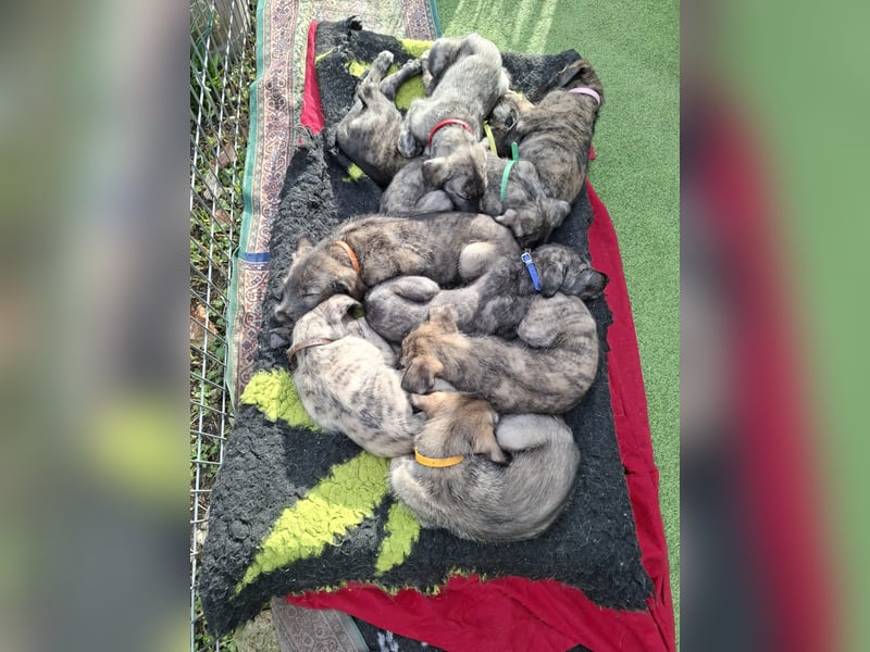 Hallo, wir suchen tolle neue Familien
