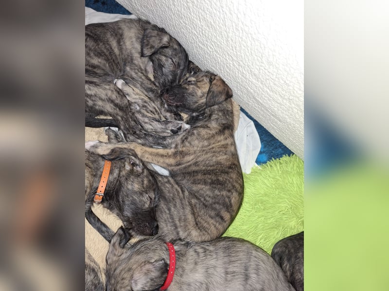 Hallo, wir suchen tolle neue Familien