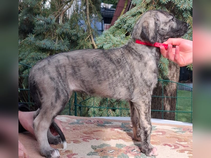 Hallo, wir suchen tolle neue Familien