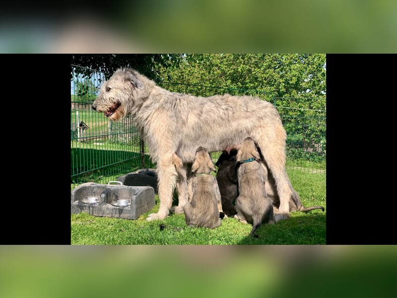 Irish Wolfhound, Irischer Wolfshund, Welpen