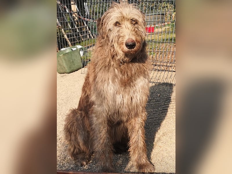 Irish Wolfhound, Irischer Wolfshund, Welpen