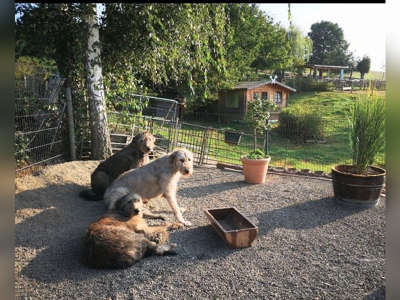 Irish Wolfhound, Irischer Wolfshund, Welpen