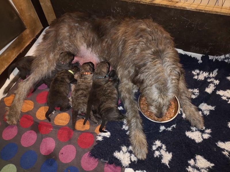 Irish Wolfhound, Irischer Wolfshund, Welpen