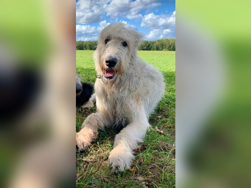 Irish Wolfhound, Irischer Wolfshund, Welpen